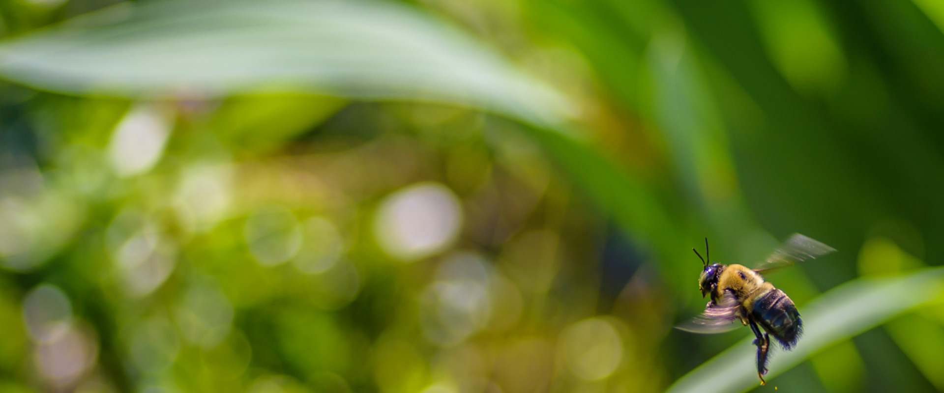 Bumblebee Conservation Trust
